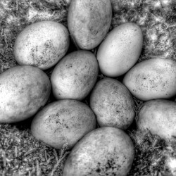 DUCK EGGS