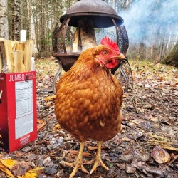 Hot Chick