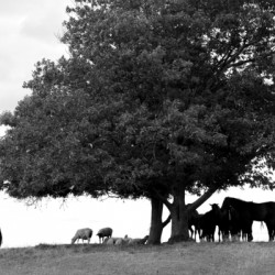 Horses