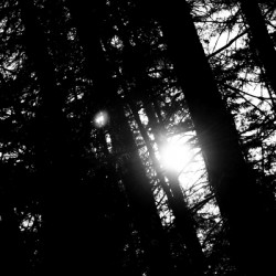 Woods