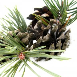 Pine Cone
