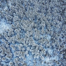 Snowy forest