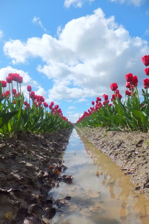 156    Tulip Field