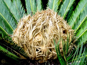 167    Palm Heart