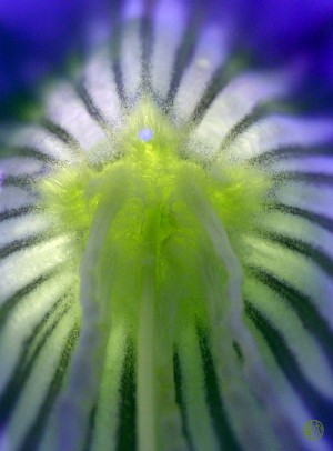 185   Spirit in Bloom