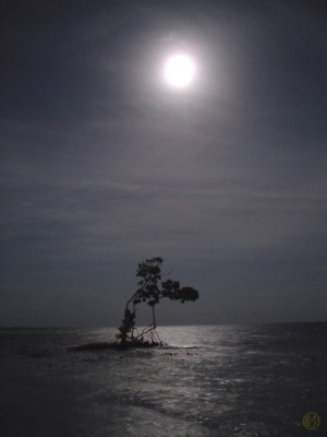 199    Solitude