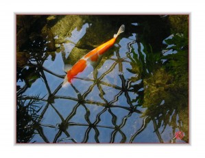261    Web of Life