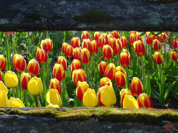 157   Tulips Print