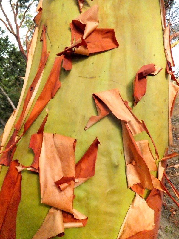 218    Arbutus Print
