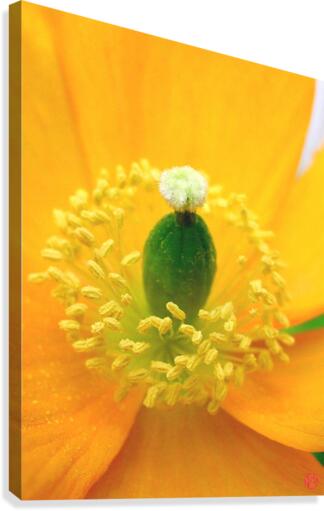 169    Elegance Canvas Print