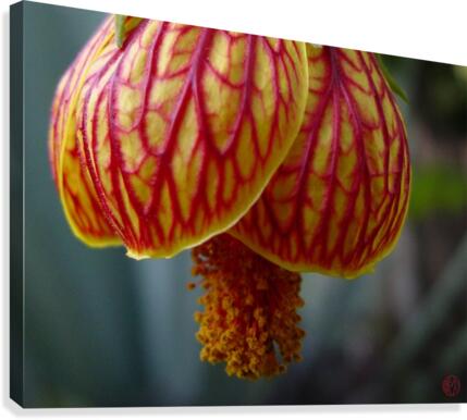 163   Sensuous Canvas Print