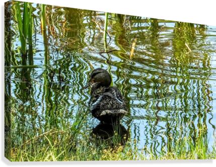 222 Mottled Canvas Print