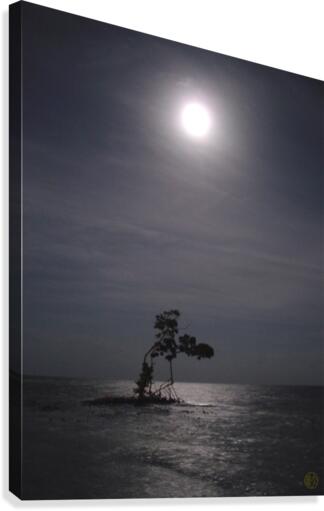 199    Solitude Canvas Print