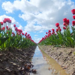 156    Tulip Field
