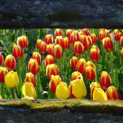 157   Tulips