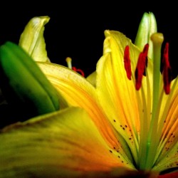 161    A flowers eye view