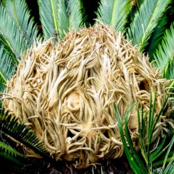 167    Palm Heart