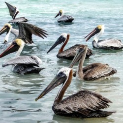 179   Pelicans