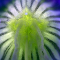 185   Spirit in Bloom