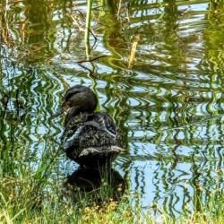222 Mottled