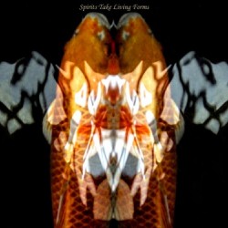 259    Spirits Take Living Forms