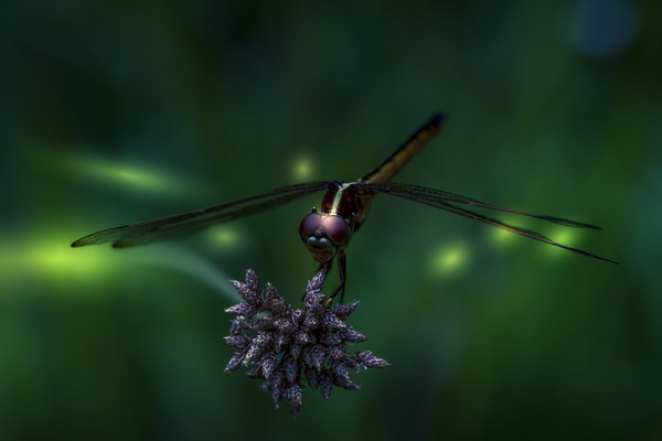 Sittin on a star Print