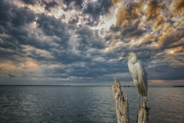 Hacia el Oesste Print