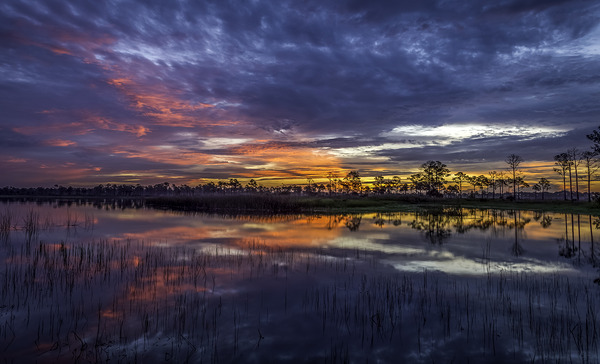 Gator Lake Florida Everglades Print