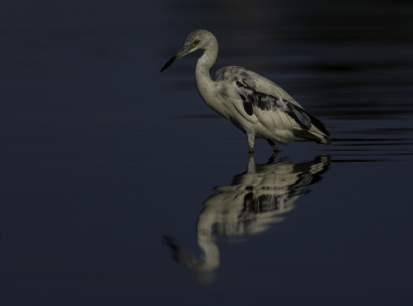 In the shadows Print