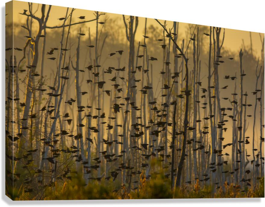 Migration Canvas Print
