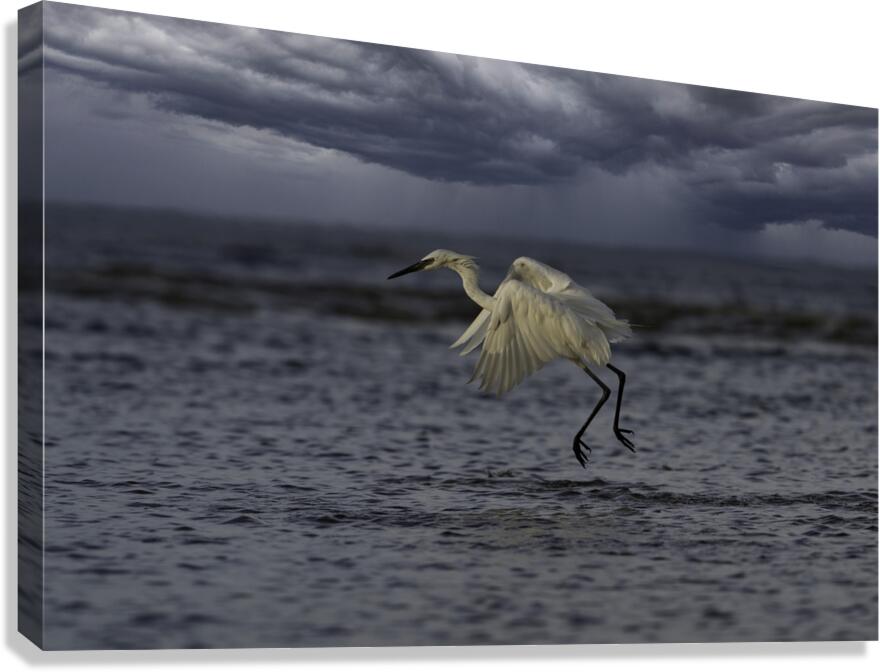 Rain Day Canvas Print