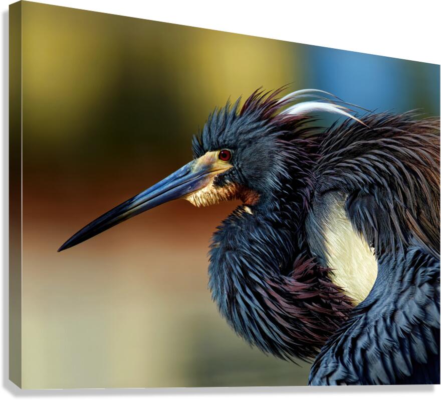 Poised Canvas Print