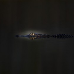 What lurks in the dark