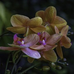 Moth Orchid
