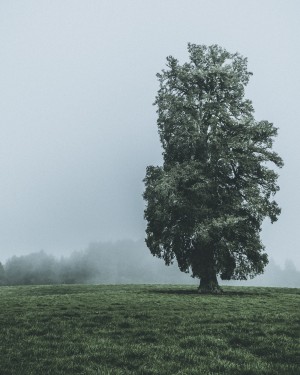 Lonely tree