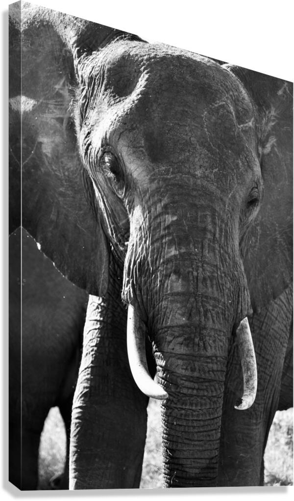 DSC 7276 Canvas Print