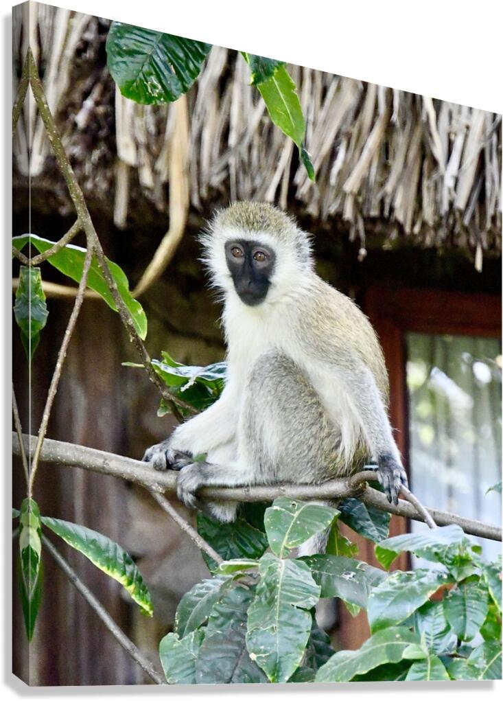 DSC 7014 Canvas Print