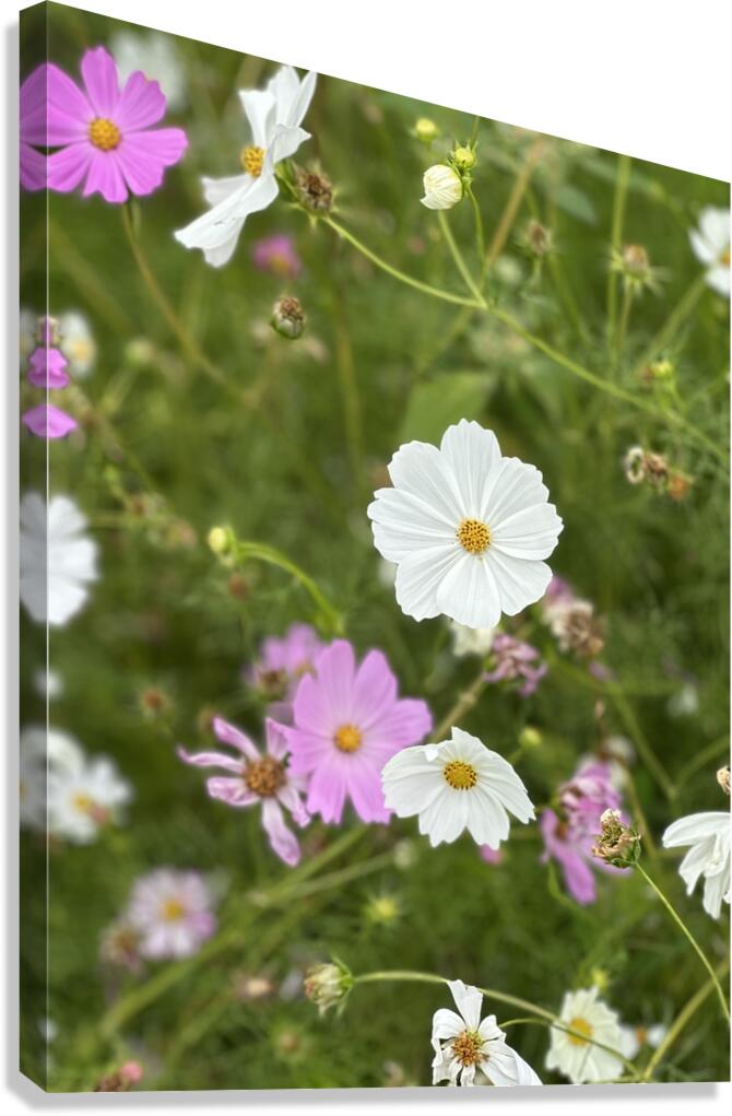 IMG 7088 Canvas Print