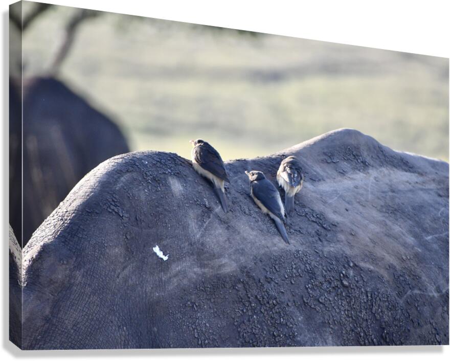 DSC 6682 Canvas Print