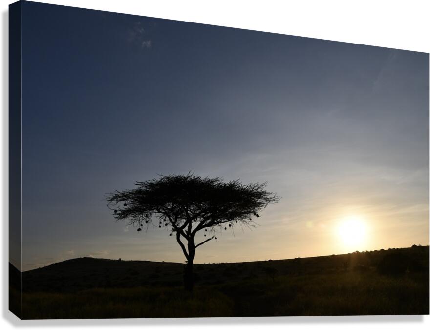 DSC 7211 Canvas Print