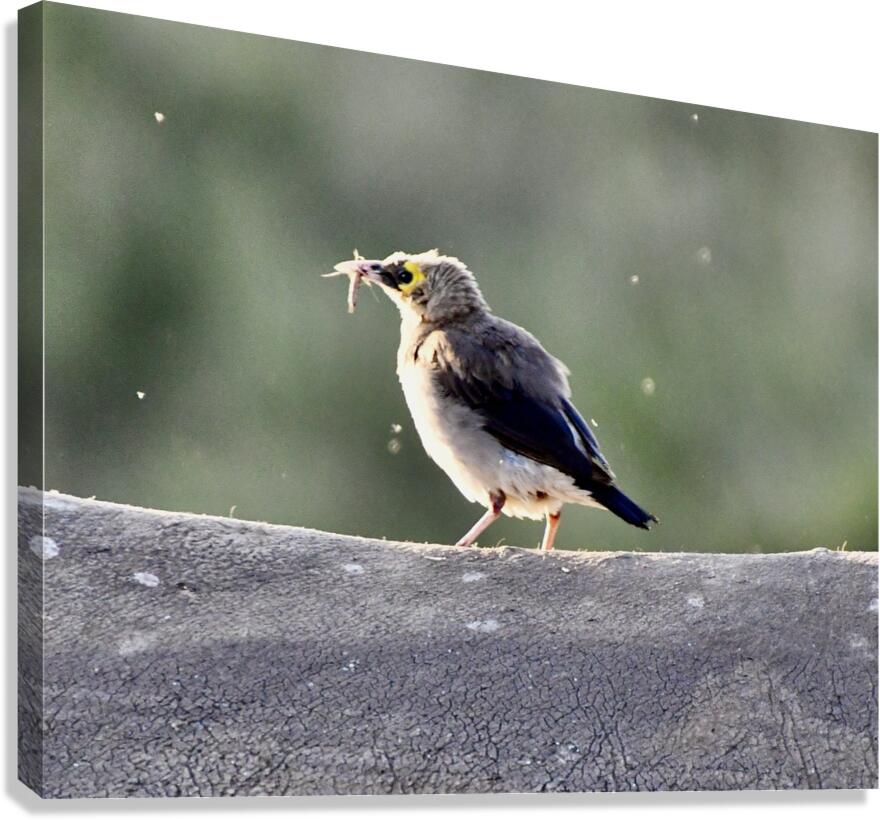 DSC 6658 Canvas Print