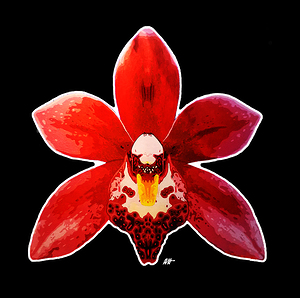 CIMBYDIUM ORCHID