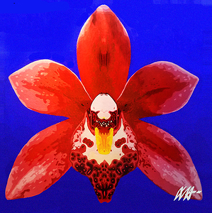 CYMBIDIUM ORCHID