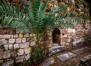 Palm Tree and Arch - Byblos Lebanon