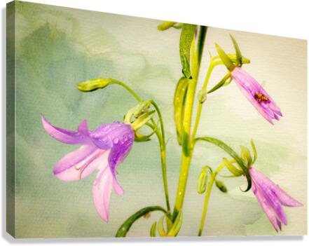 Campanules Canvas Print