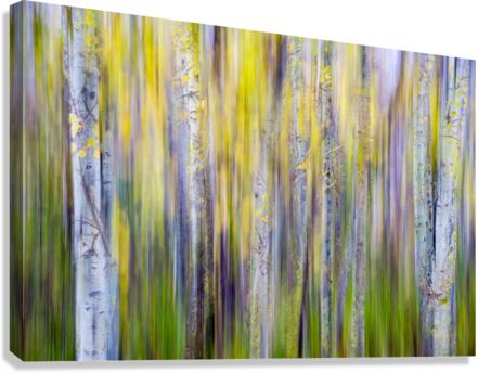 Foret enchantee Canvas Print