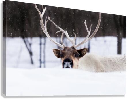 Caribou Canvas Print