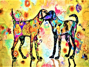 Canine Connections