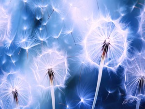 Dandelions In Flight 3