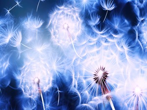 Dandelions In Flight